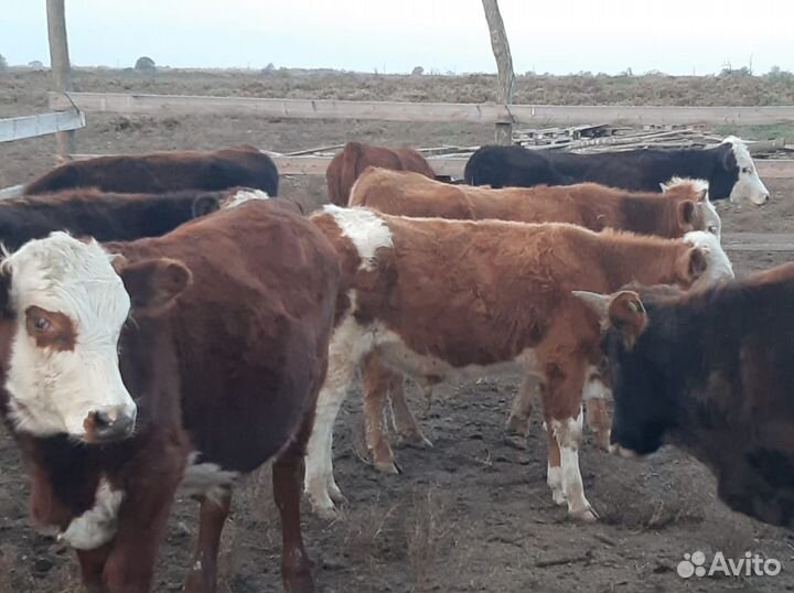 Бычки и быки