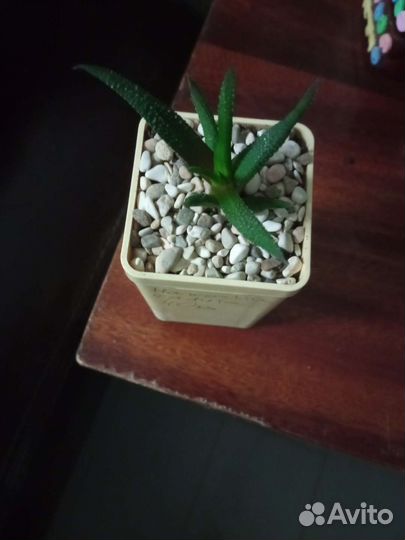 Кактусы и суккуленты