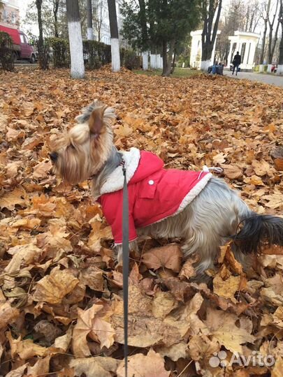 Костюм для собаки