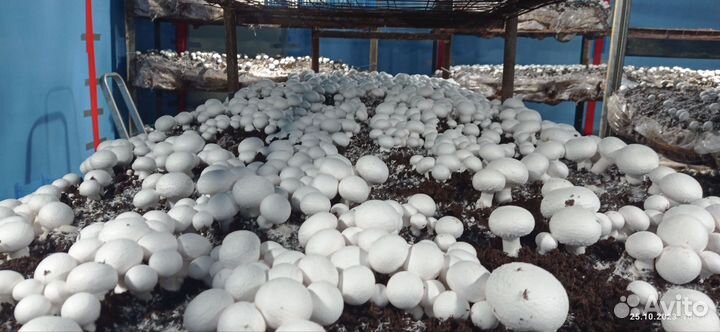 Грибы шампиньоны