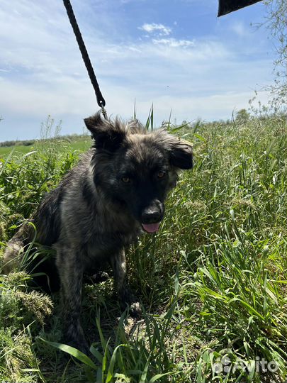 Красивейшая собака ищет дом