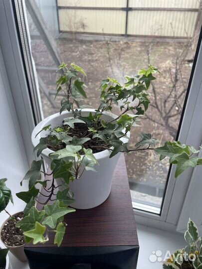 Комнатные цветы