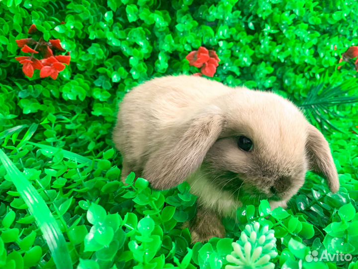 Мини карликовый кролик - ручной, добрый, мини
