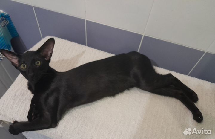 Ориентальная