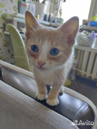 Рыжий котенок мальчик, 1,5 месяца, кушает сам