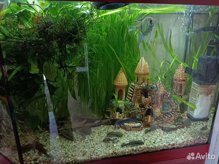 Аквариум