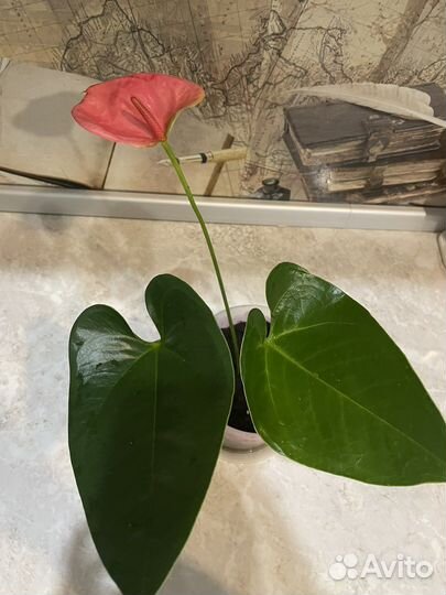 Мужское счастье антуриум розовый