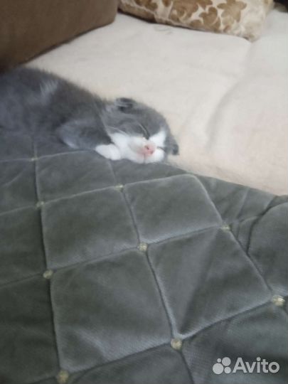 Шотландская вислоухая котенок отдам.добрые руки