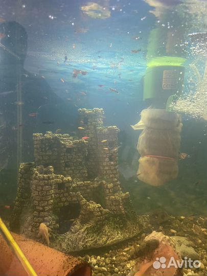 Аквариумные рыбки