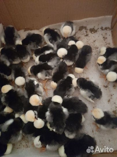 Цыплята разных возрастов, инкубационное яйцо