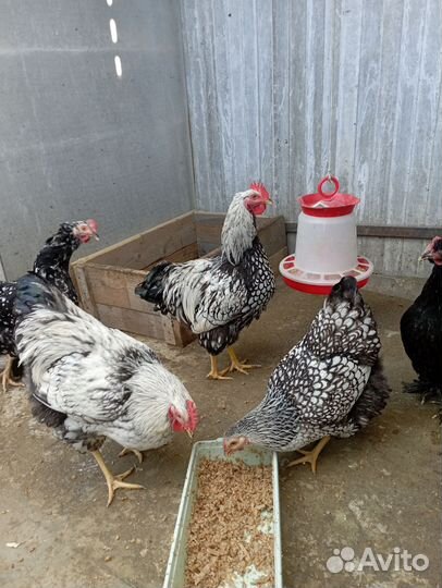 Куры,петухи