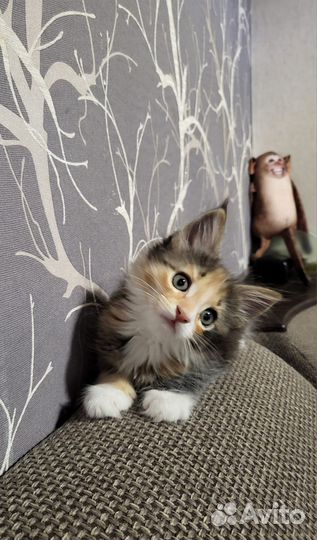 Котёнок мейн кун