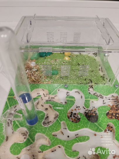 Муравьиная ферма с муравьями