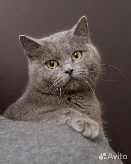 Клео ищет дом