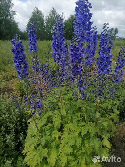 Гейхеры, дельфиниумы