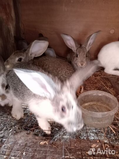 Кролики мясных пород