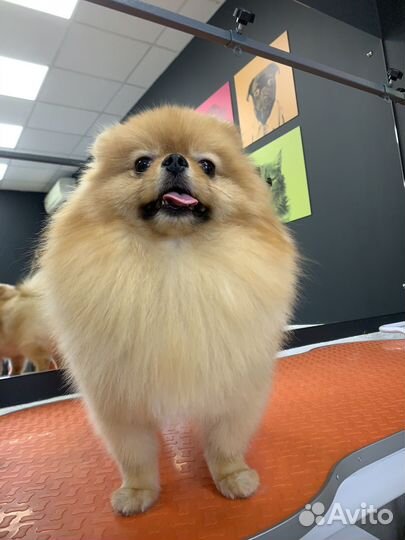 Груминг (стрижка собак и кошек, экспресс линька)