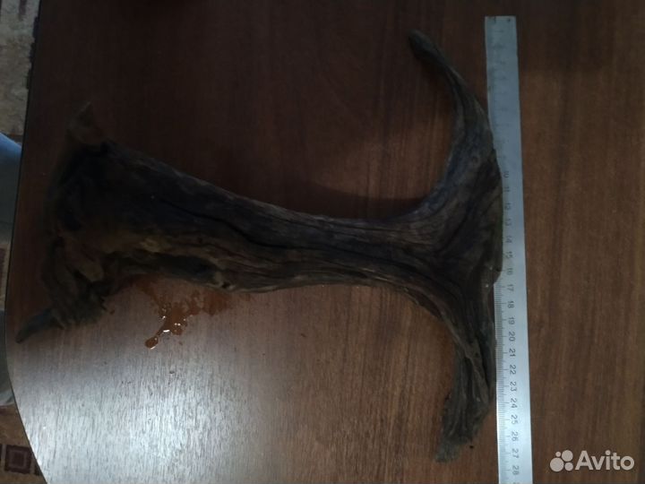 Ракушка+ коряги