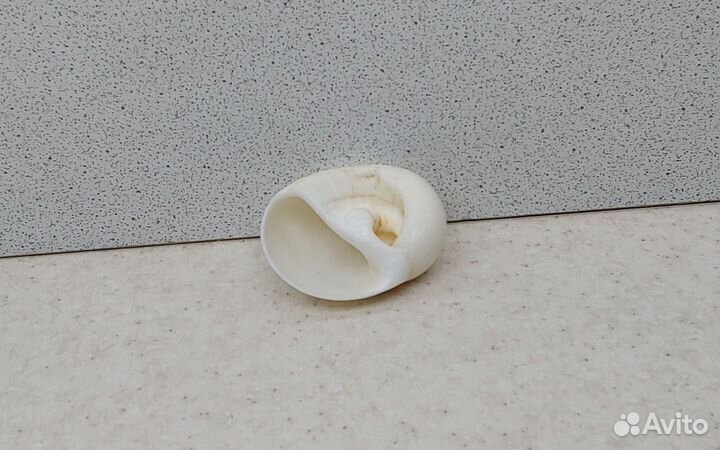 Белая лунная 4,4 морская ракушка раковина