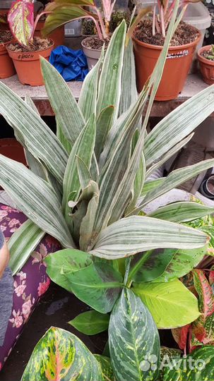 Сансевьера Металик и много других