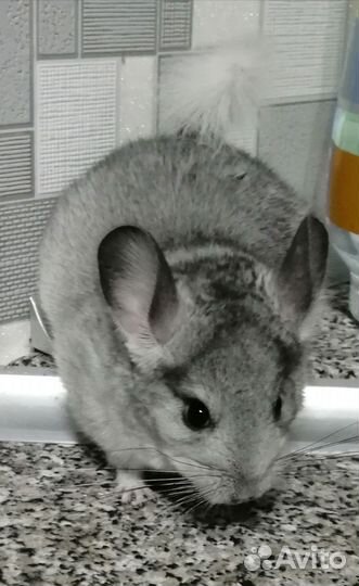 Белый эбони