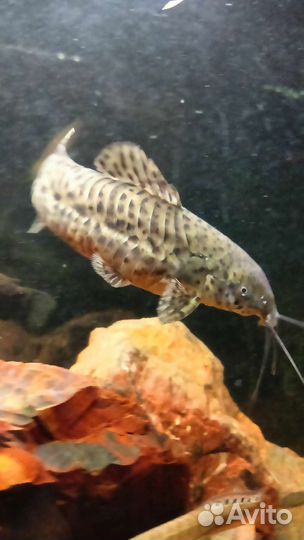 Аквариумные рыбки