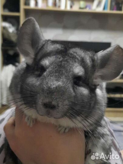 Шиншилла