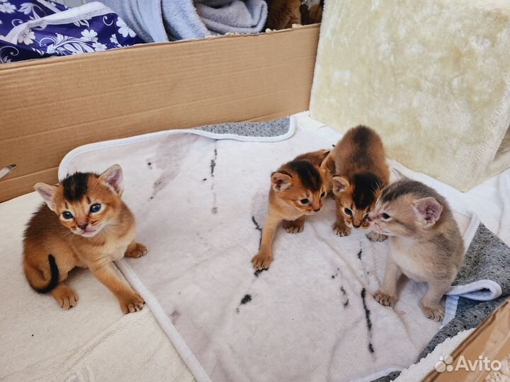 Продаются котята