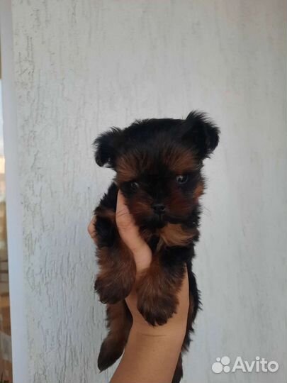 Йоркширский терьер мини