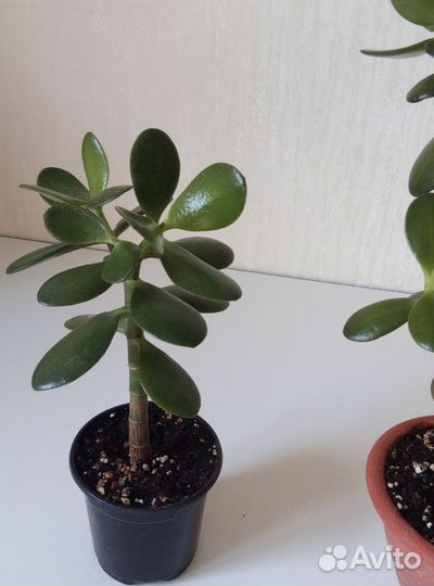 Аихризон-дерево любви. Толстянка-денежное дерево