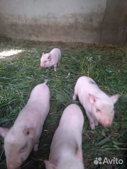 Вьетнамские поросята