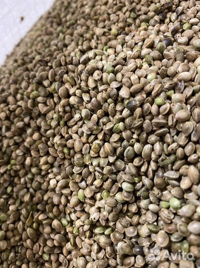 Ядро конопли, масло конопляное сыродавленное