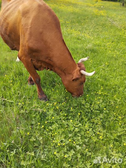 Корова дойная