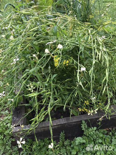 Эстрагон, мята, мелисса, душица, хрен, чабрец, зве