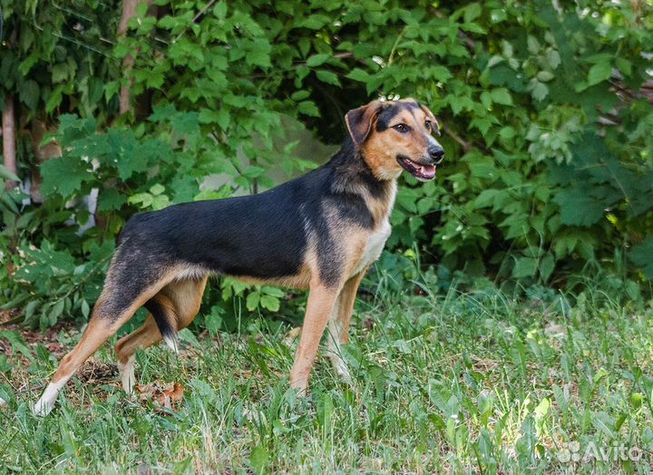 Мисс грация)