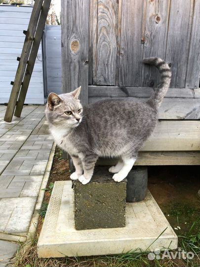 Кошки
