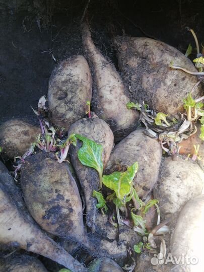 Свекла кормовая