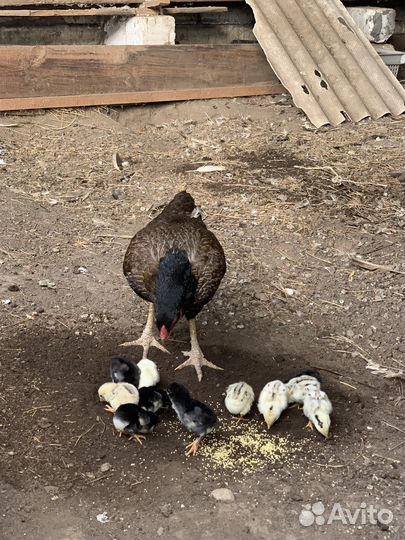 Бойцовые курицы