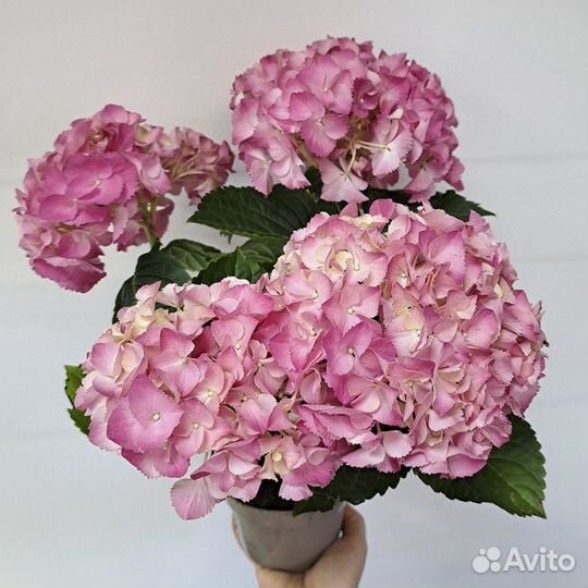 Гортензия в горшке
