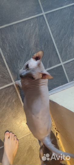 Донской сфинкс