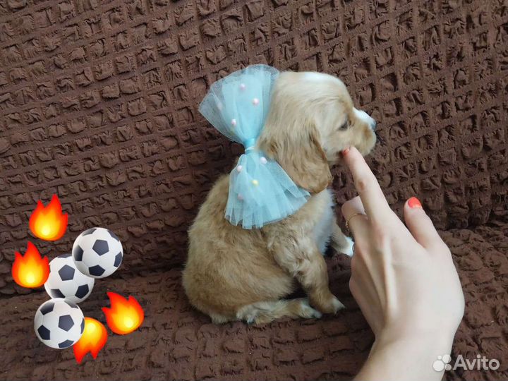 Английский кокер спаниель