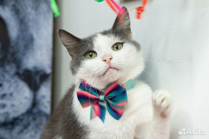 Мышка-малышка ищет дом