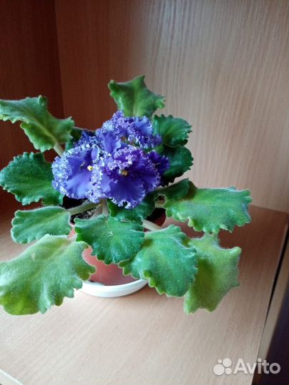 Сенполия (узамбарская фиалка)