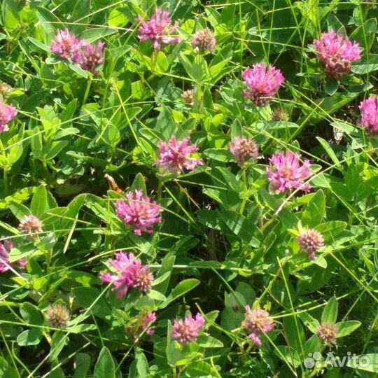 Лечебные травы (чабрец, Иван чай,клевер)