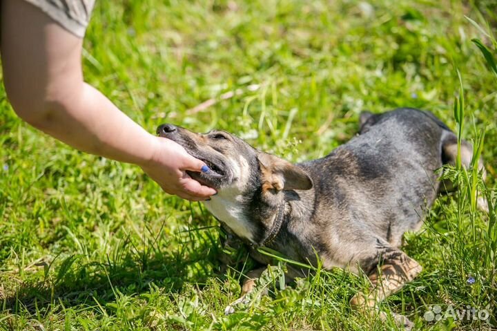 Собака в дар в добрые руки