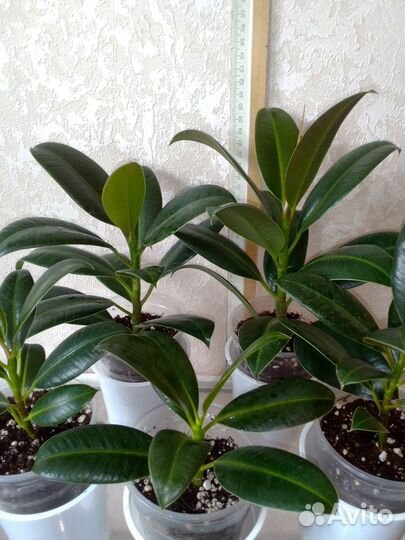 Комнатные растения цветы