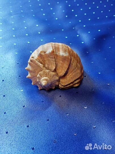 Ракушка морская