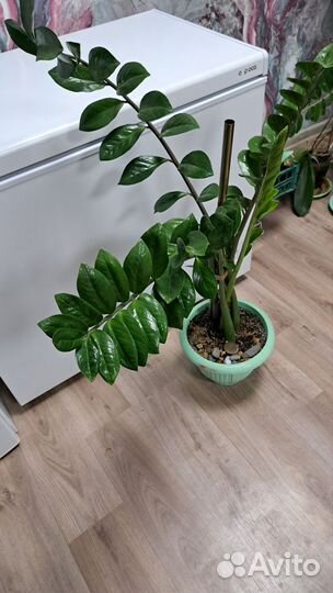 Замиокулькас