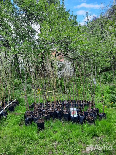 Ред Чив и другие сорта яблонь