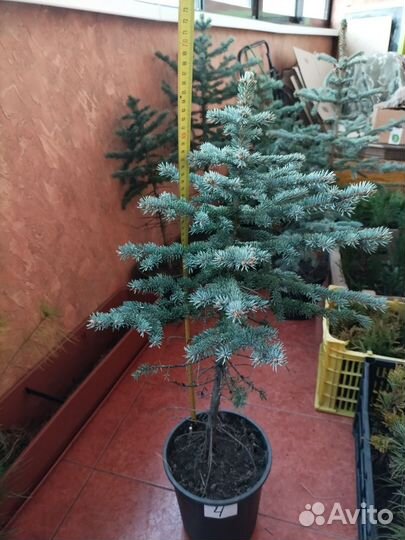 Ель колючая глаука, голубая